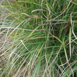 Miscanthus sinensis Undine