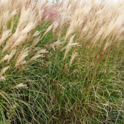 Miscanthus sinensis Undine