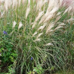 Miscanthus sinensis Undine