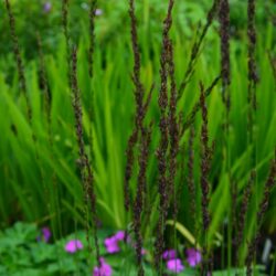 Molinia caerulea Strahlenquelle