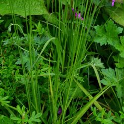 Molinia caerulea Strahlenquelle