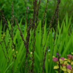 Molinia caerulea Strahlenquelle