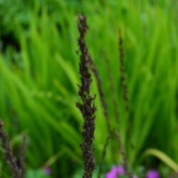 Molinia caerulea Strahlenquelle