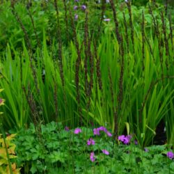 Molinia caerulea Strahlenquelle