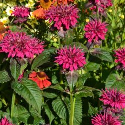 Monarda didyma Fireball