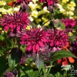 Monarda didyma Fireball