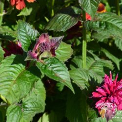 Monarda didyma Fireball