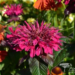 Monarda didyma Fireball