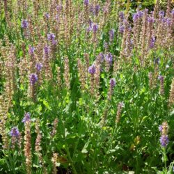 Salvia nemorosa Blauhügel