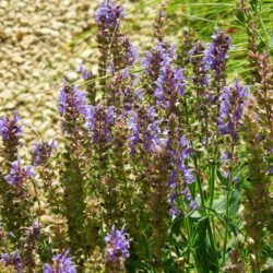 Salvia nemorosa Blauhügel