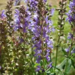 Salvia nemorosa Blauhügel