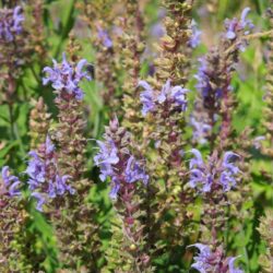 Salvia nemorosa Blauhügel