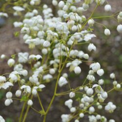 Thalictrum Splendide White