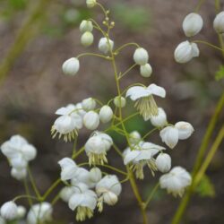 Thalictrum Splendide White