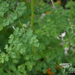 Thalictrum Splendide White