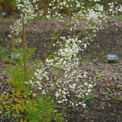 Thalictrum Splendide White