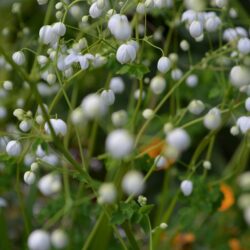 Thalictrum Splendide White