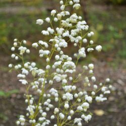 Thalictrum Splendide White