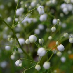 Thalictrum Splendide White