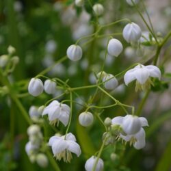 Thalictrum Splendide White