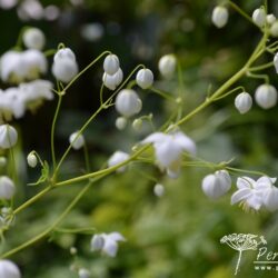 Thalictrum Splendide White