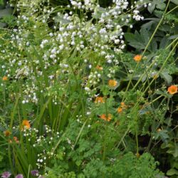 Thalictrum Splendide White