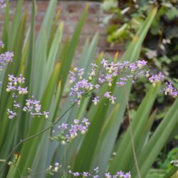 Thalictrum delavayi