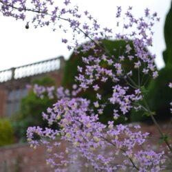 Thalictrum delavayi