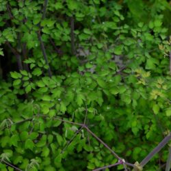 Thalictrum delavayi