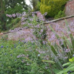 Thalictrum delavayi