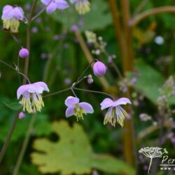 Thalictrum delavayi