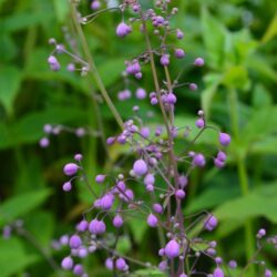 Thalictrum delavayi