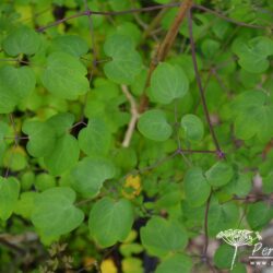 Thalictrum delavayi