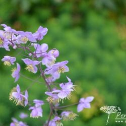 Thalictrum delavayi