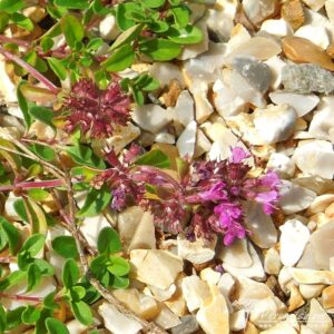 Thymus serpyllum coccineus Major