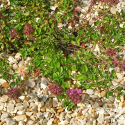 Thymus serpyllum coccineus Major