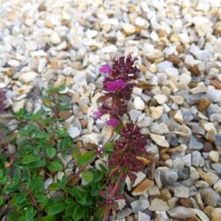 Thymus serpyllum coccineus Major