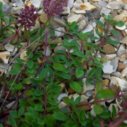 Thymus serpyllum coccineus Major