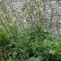 Cephalaria gigantea