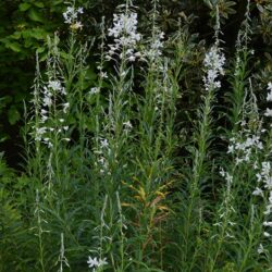 Epilobium angustifolium