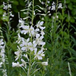 Epilobium angustifolium