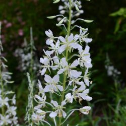 Epilobium angustifolium