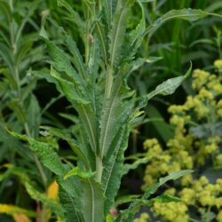 Epilobium angustifolium