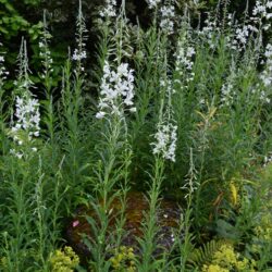 Epilobium angustifolium