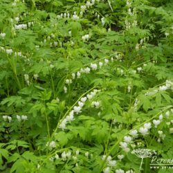 Lamprocapnos spectabilis Alba