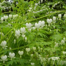 Lamprocapnos spectabilis Alba