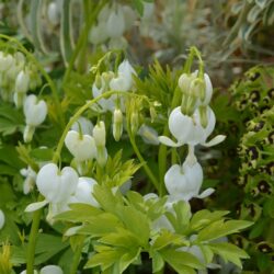 Dicentra spectabilis Alba