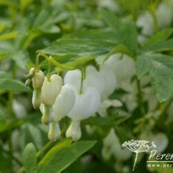 Dicentra spectabilis Alba