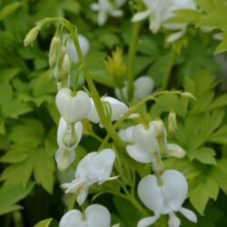 Dicentra spectabilis Alba