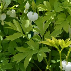 Dicentra spectabilis Alba